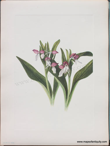 Genuine Antique Lithograph Print-Showy Orchis-1925-Mary Vaux Walcott-Maps-Of-Antiquity-1800s-19th-century