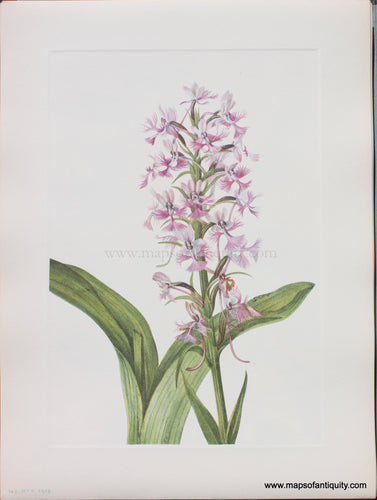 Genuine Antique Lithograph Print-Large Purple Fringe-orchid-1925-Mary Vaux Walcott-Maps-Of-Antiquity-1800s-19th-century