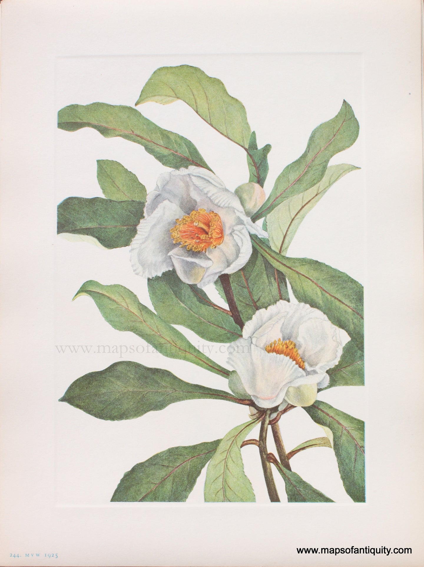 Genuine Antique Lithograph Print-Franklinia-1925-Mary Vaux Walcott-Maps-Of-Antiquity-1800s-19th-century