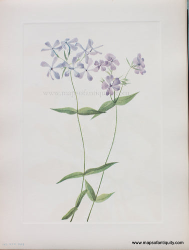 Genuine Antique Lithograph Print-Blue Phlox-1925-Mary Vaux Walcott-Maps-Of-Antiquity-1800s-19th-century