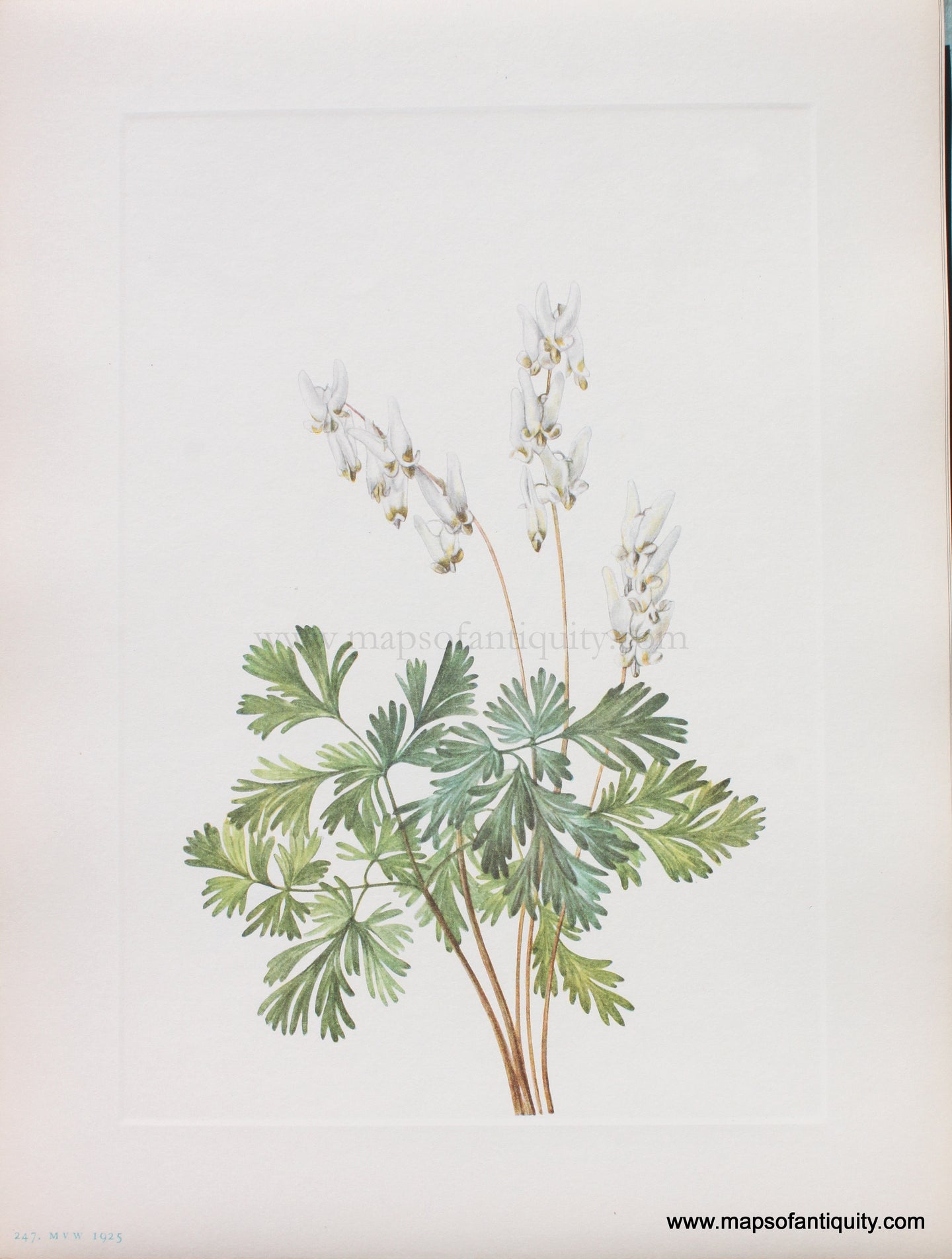 Genuine Antique Lithograph Print-Dutchmans-breeches-1925-Mary Vaux Walcott-Maps-Of-Antiquity-1800s-19th-century