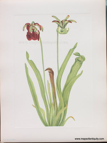 Genuine Antique Lithograph Print-Sweet Pitcherplant-1925-Mary Vaux Walcott-Maps-Of-Antiquity-1800s-19th-century