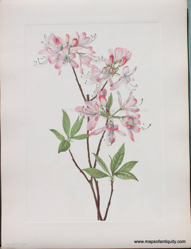 Genuine Antique Lithograph Print-Pinkshell Azalea-1925-Mary Vaux Walcott-Maps-Of-Antiquity-1800s-19th-century