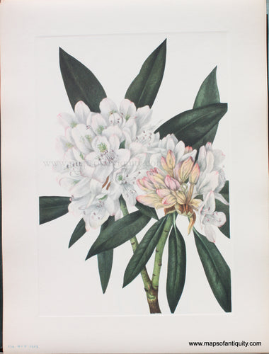 Genuine Antique Lithograph Print-Rosebay Rhododendron-1925-Mary Vaux Walcott-Maps-Of-Antiquity-1800s-19th-century