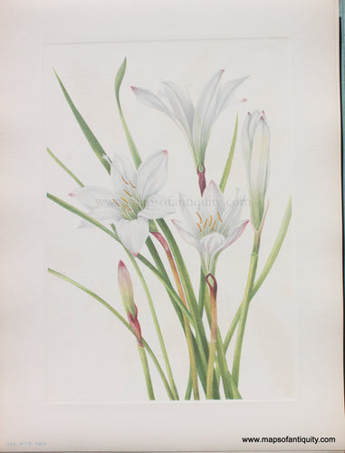 Genuine Antique Lithograph Print-Atamasco-lily-1925-Mary Vaux Walcott-Maps-Of-Antiquity-1800s-19th-century