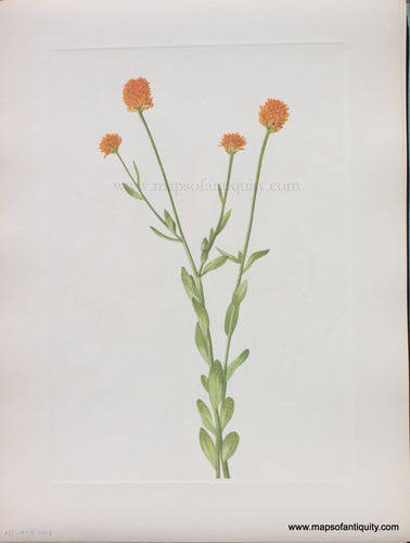 Genuine Antique Lithograph Print-Orange Polygala-1925-Mary Vaux Walcott-Maps-Of-Antiquity-1800s-19th-century