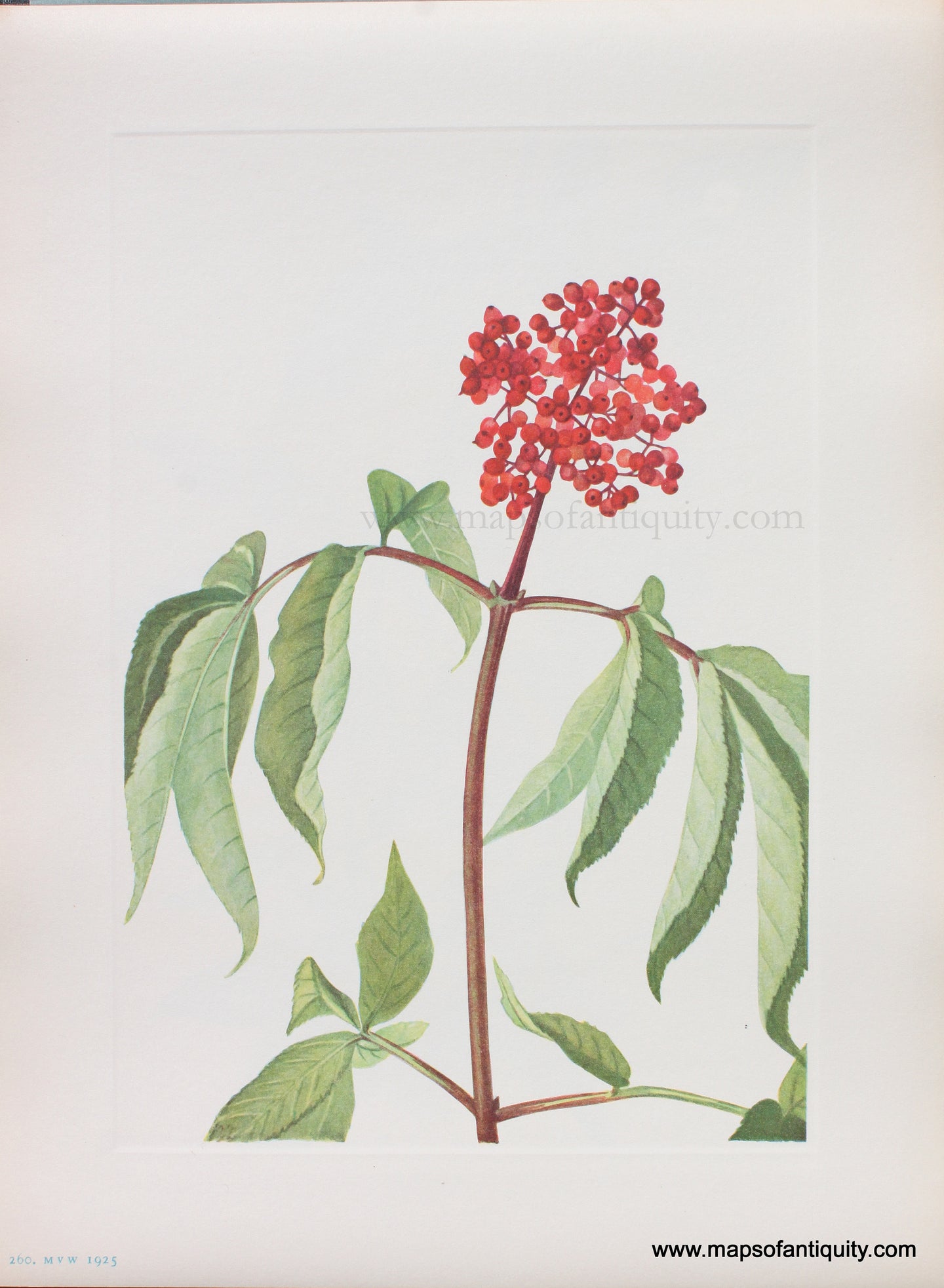 Genuine Antique Lithograph Print-Scarlet Elder-1925-Mary Vaux Walcott-Maps-Of-Antiquity-1800s-19th-century