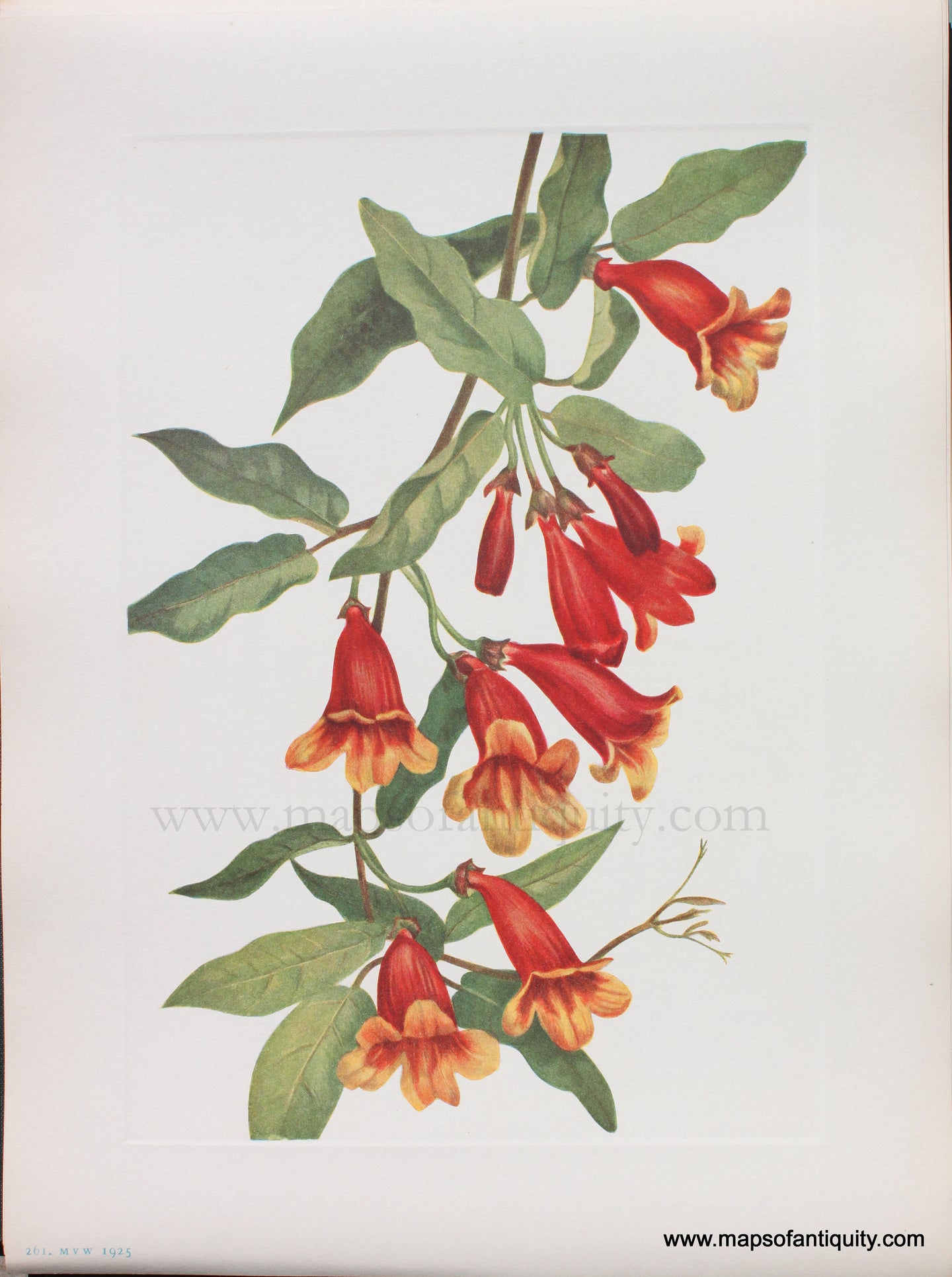 Genuine Antique Lithograph Print-Crossvine-1925-Mary Vaux Walcott-Maps-Of-Antiquity-1800s-19th-century