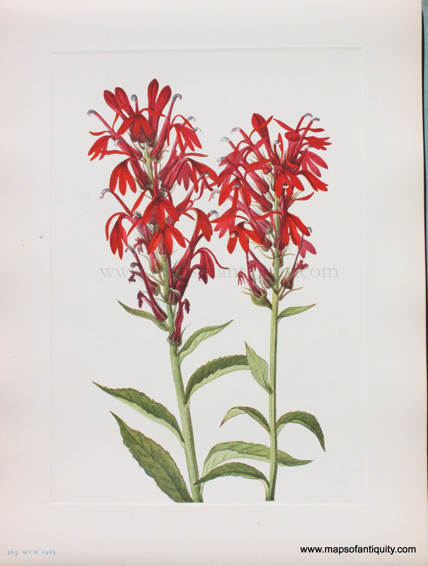 Genuine Antique Lithograph Print-Cardinalflower-1925-Mary Vaux Walcott-Maps-Of-Antiquity-1800s-19th-century