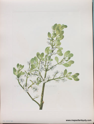 Genuine Antique Lithograph Print-American Mistletoe-1925-Mary Vaux Walcott-Maps-Of-Antiquity-1800s-19th-century