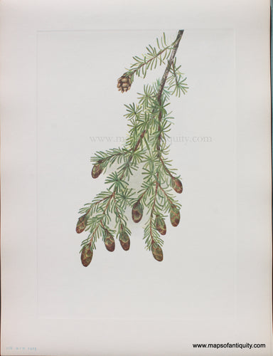 Genuine Antique Lithograph Print-Western Hemlock-1925-Mary Vaux Walcott-Maps-Of-Antiquity-1800s-19th-century