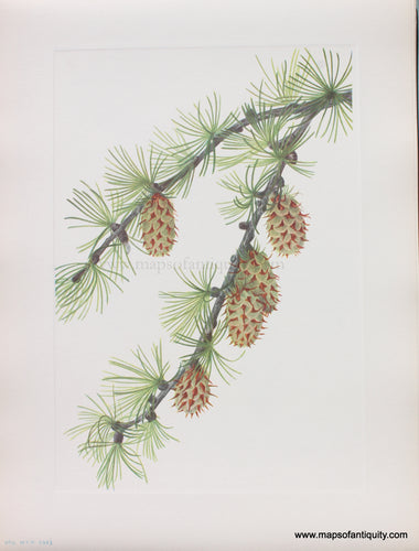 Genuine Antique Lithograph Print-Western Larch-1925-Mary Vaux Walcott-Maps-Of-Antiquity-1800s-19th-century