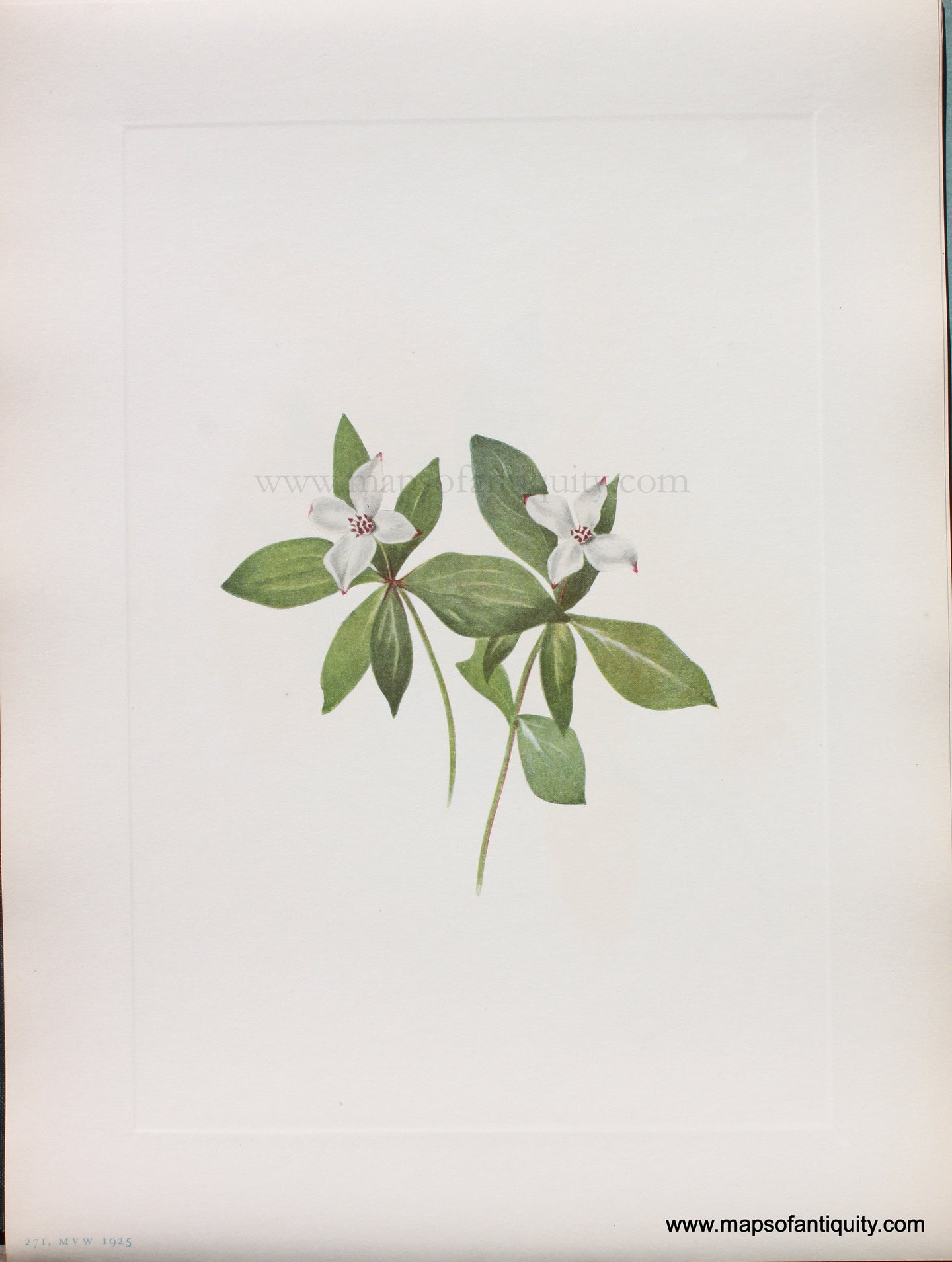 Genuine Antique Lithograph Print-Bunchberry (flower)-1925-Mary Vaux Walcott-Maps-Of-Antiquity-1800s-19th-century