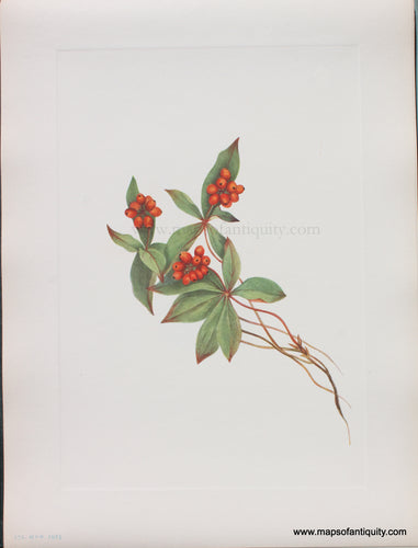 Genuine Antique Lithograph Print-Bunchberry (fruit)-1925-Mary Vaux Walcott-Maps-Of-Antiquity-1800s-19th-century