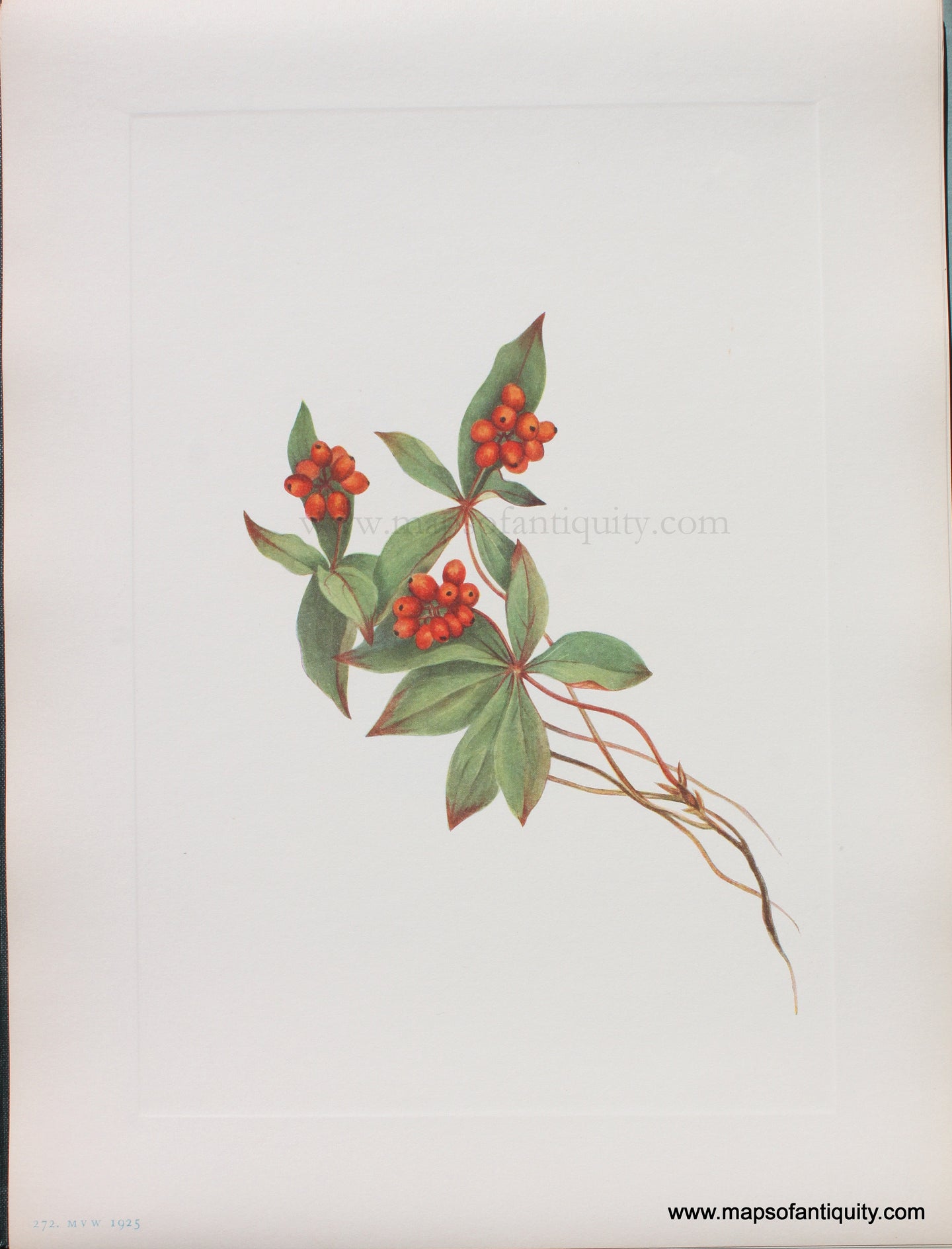 Genuine Antique Lithograph Print-Bunchberry (fruit)-1925-Mary Vaux Walcott-Maps-Of-Antiquity-1800s-19th-century