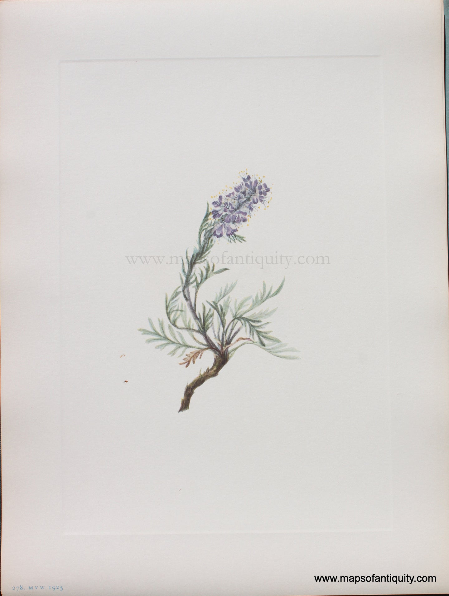 Genuine Antique Lithograph Print-Gray Phacelia-1925-Mary Vaux Walcott-Maps-Of-Antiquity-1800s-19th-century