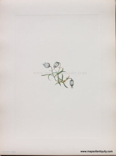 Genuine Antique Lithograph Print-Nodding Campion-1925-Mary Vaux Walcott-Maps-Of-Antiquity-1800s-19th-century