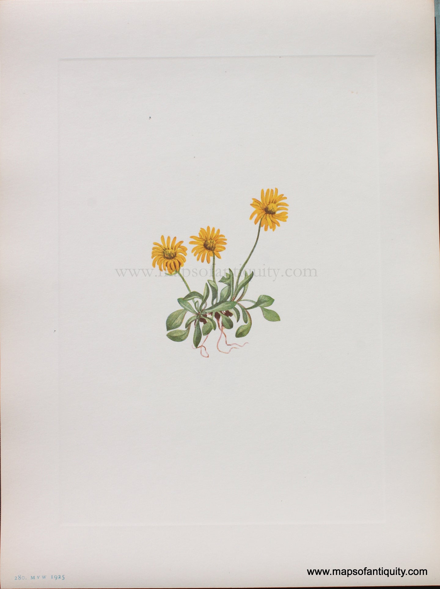 Genuine Antique Lithograph Print-Golden Fleabane-1925-Mary Vaux Walcott-Maps-Of-Antiquity-1800s-19th-century