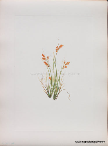 Genuine Antique Lithograph Print-Golden Sedge-1925-Mary Vaux Walcott-Maps-Of-Antiquity-1800s-19th-century