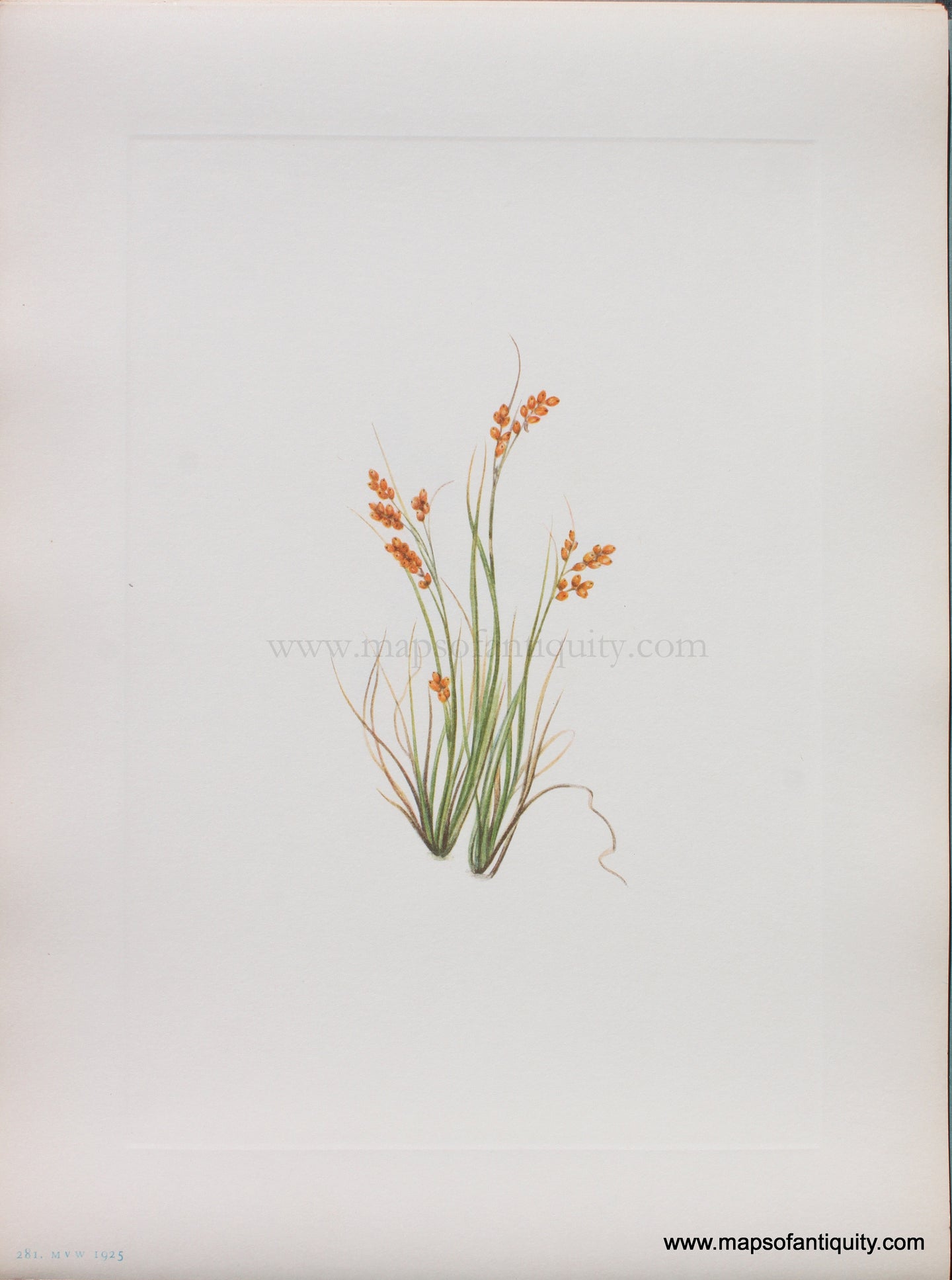 Genuine Antique Lithograph Print-Golden Sedge-1925-Mary Vaux Walcott-Maps-Of-Antiquity-1800s-19th-century