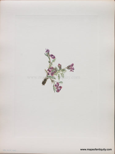 Genuine Antique Lithograph Print-Alpine Pointvetch (flower)-1925-Mary Vaux Walcott-Maps-Of-Antiquity-1800s-19th-century