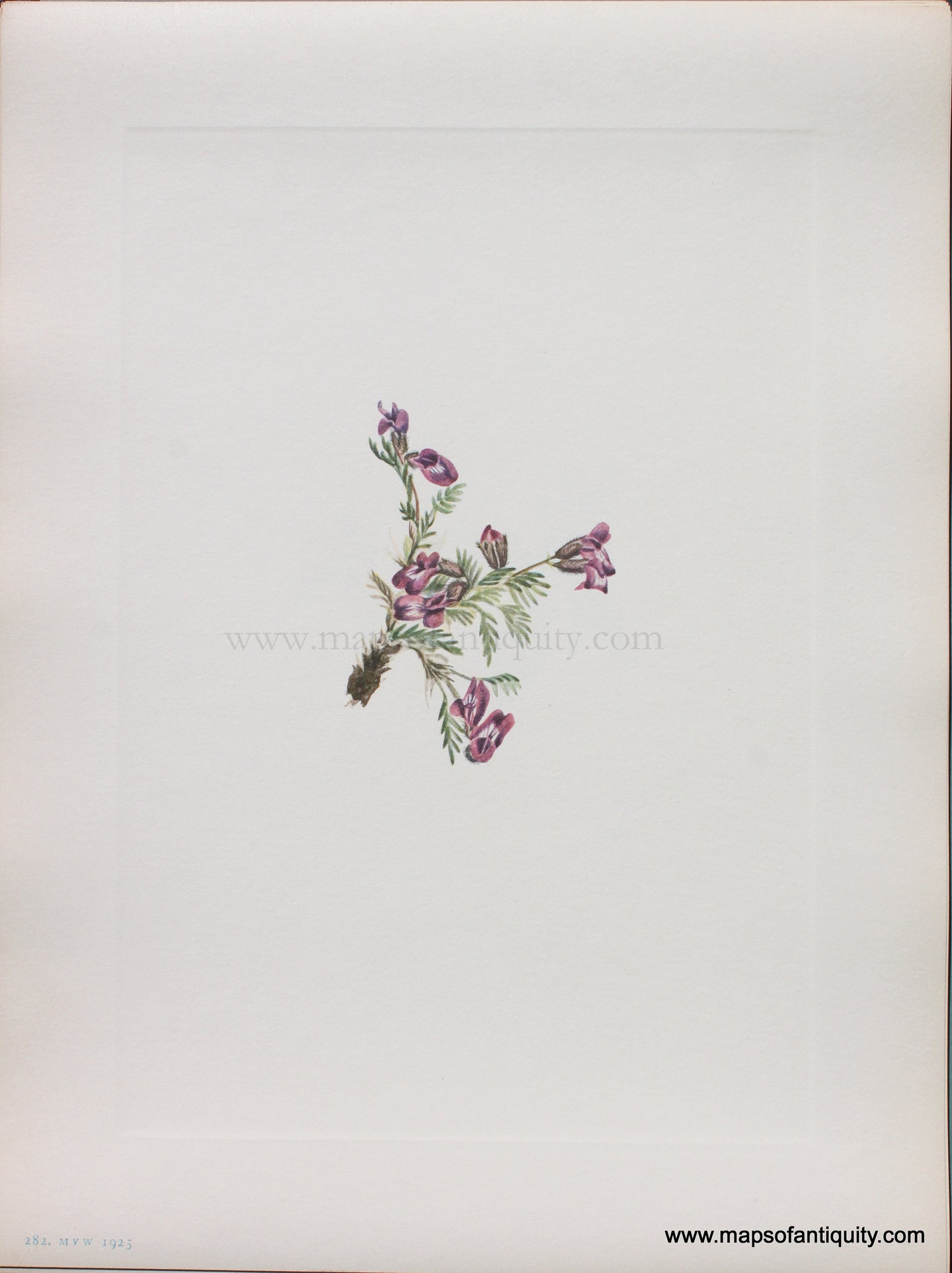 Genuine Antique Lithograph Print-Alpine Pointvetch (flower)-1925-Mary Vaux Walcott-Maps-Of-Antiquity-1800s-19th-century