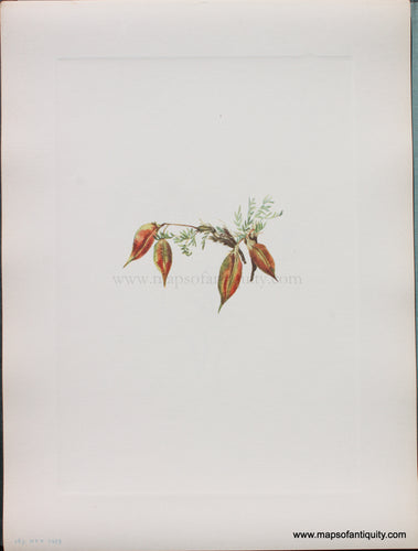 Genuine Antique Lithograph Print-Alpine Pointvetch (fruit)-1925-Mary Vaux Walcott-Maps-Of-Antiquity-1800s-19th-century