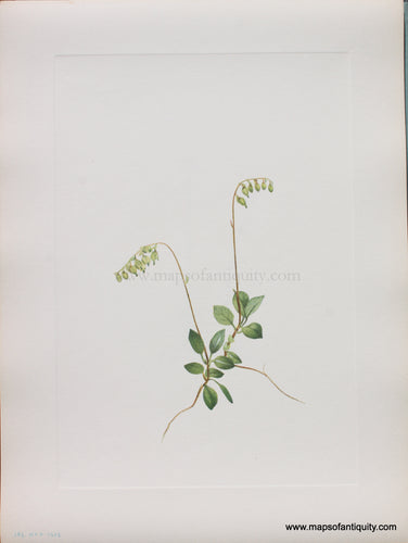 Genuine Antique Lithograph Print-Sidebells Pyrola-1925-Mary Vaux Walcott-Maps-Of-Antiquity-1800s-19th-century