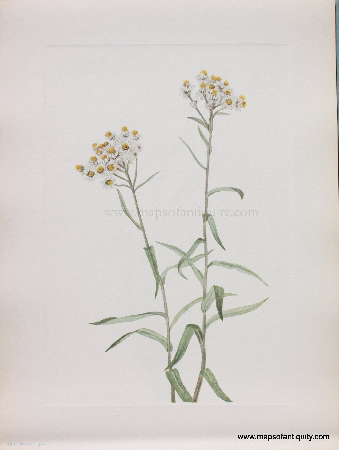 Genuine Antique Lithograph Print-Pearl Everlasting-1925-Mary Vaux Walcott-Maps-Of-Antiquity-1800s-19th-century