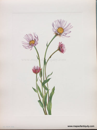 Genuine Antique Lithograph Print-Alaska Fleabane-1925-Mary Vaux Walcott-Maps-Of-Antiquity-1800s-19th-century