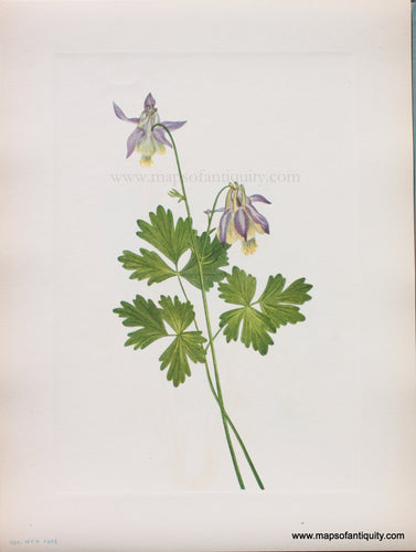 Genuine Antique Lithograph Print-Shortspurt Columbine-1925-Mary Vaux Walcott-Maps-Of-Antiquity-1800s-19th-century