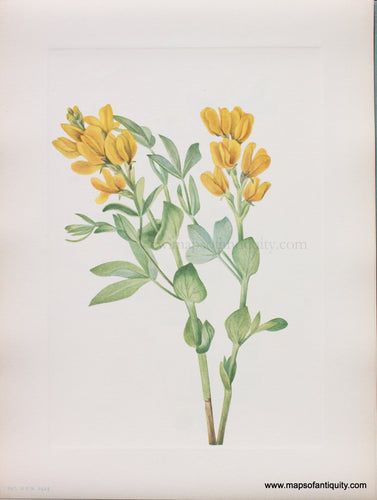 Genuine Antique Lithograph Print-Goldenpea-1925-Mary Vaux Walcott-Maps-Of-Antiquity-1800s-19th-century