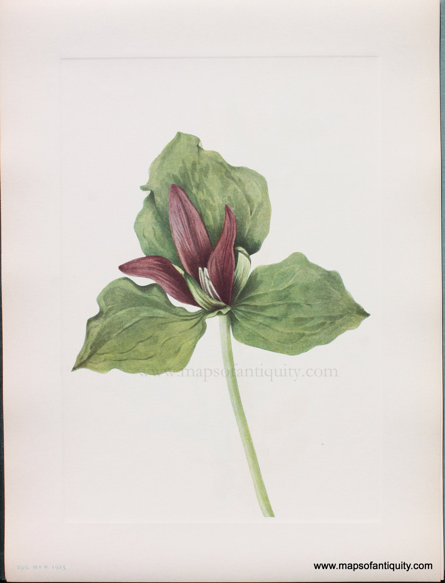 Genuine Antique Lithograph Print-Giant Trillium-1925-Mary Vaux Walcott-Maps-Of-Antiquity-1800s-19th-century