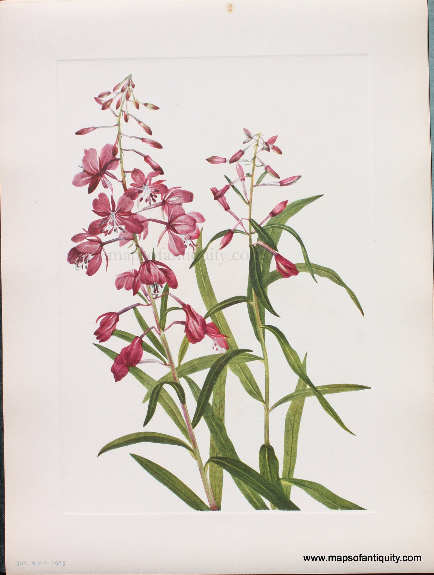 Genuine Antique Lithograph Print-Fireweed-1925-Mary Vaux Walcott-Maps-Of-Antiquity-1800s-19th-century