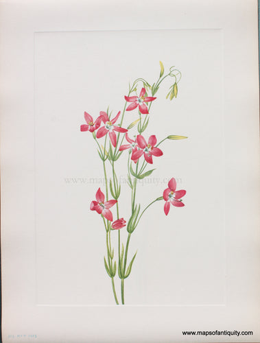 Genuine Antique Lithograph Print-Pink Centaurium-1925-Mary Vaux Walcott-Maps-Of-Antiquity-1800s-19th-century