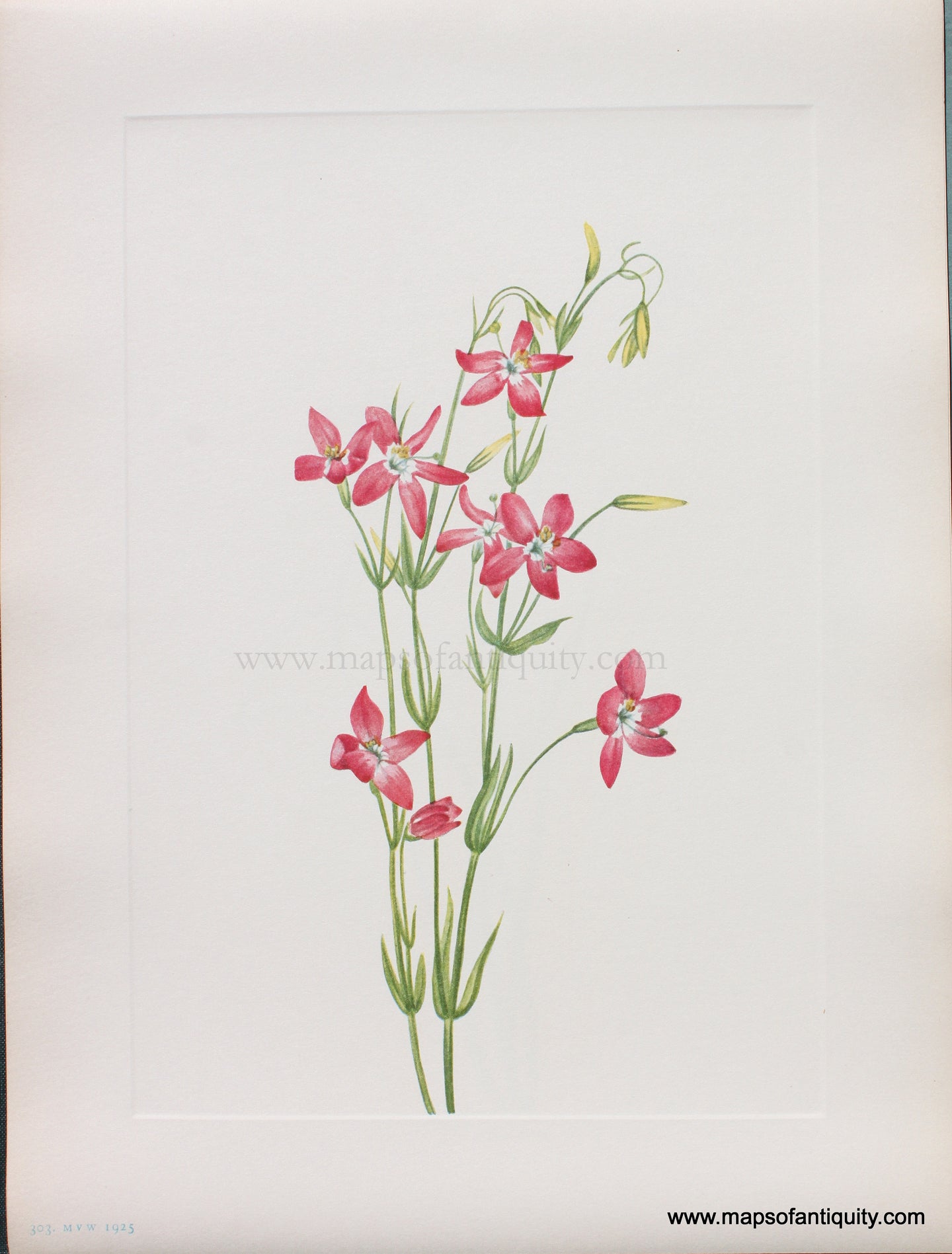 Genuine Antique Lithograph Print-Pink Centaurium-1925-Mary Vaux Walcott-Maps-Of-Antiquity-1800s-19th-century