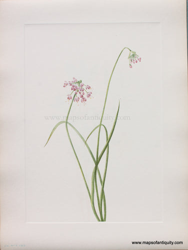 Genuine Antique Lithograph Print-Nodding Onion-1925-Mary Vaux Walcott-Maps-Of-Antiquity-1800s-19th-century