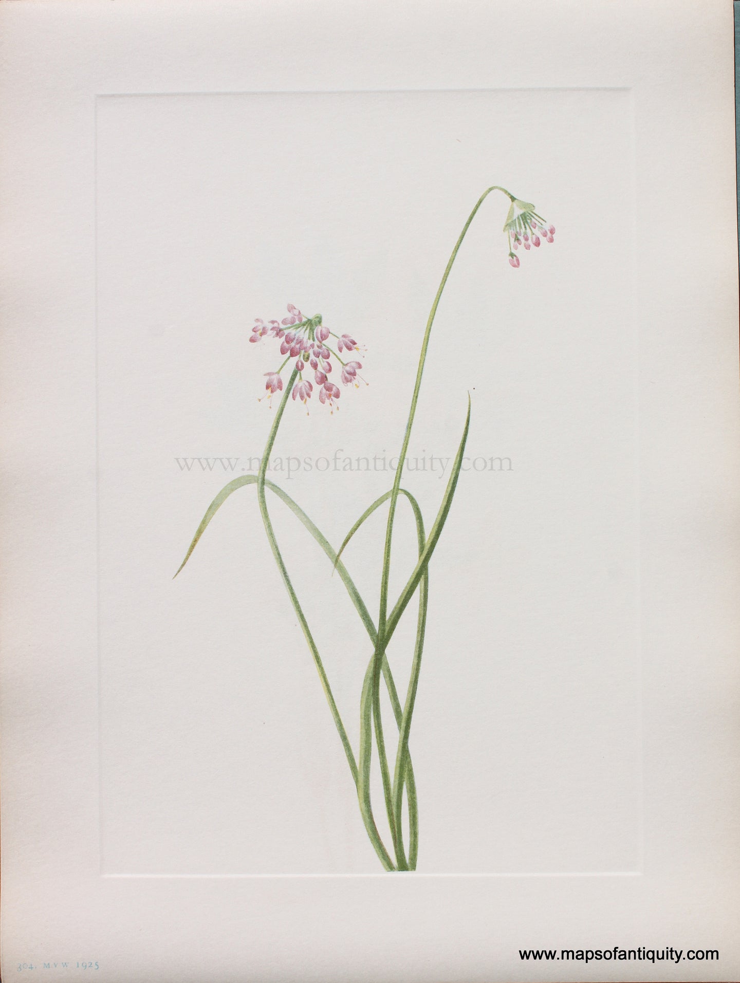 Genuine Antique Lithograph Print-Nodding Onion-1925-Mary Vaux Walcott-Maps-Of-Antiquity-1800s-19th-century