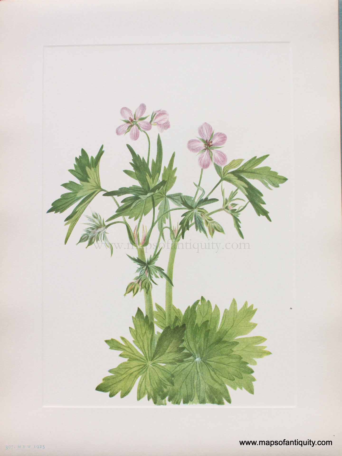 Genuine Antique Lithograph Print-Western Cranesbill-1925-Mary Vaux Walcott-Maps-Of-Antiquity-1800s-19th-century