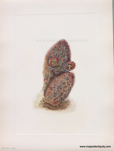 Genuine Antique Lithograph Print-Green Strawberry-cactus-1925-Mary Vaux Walcott-Maps-Of-Antiquity-1800s-19th-century