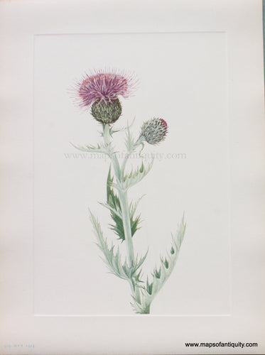 Genuine Antique Lithograph Print-Prairie Thistle-1925-Mary Vaux Walcott-Maps-Of-Antiquity-1800s-19th-century