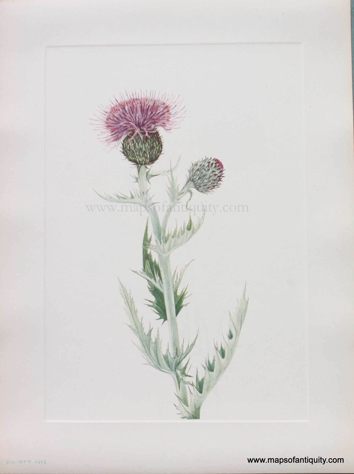 Genuine Antique Lithograph Print-Prairie Thistle-1925-Mary Vaux Walcott-Maps-Of-Antiquity-1800s-19th-century