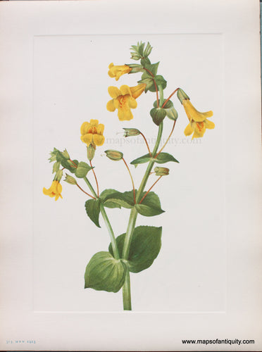 Genuine Antique Lithograph Print-Western Monkeyflower-1925-Mary Vaux Walcott-Maps-Of-Antiquity-1800s-19th-century