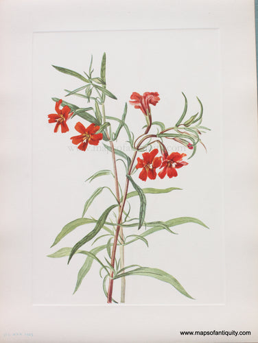 Genuine Antique Lithograph Print-Red Monkeyflower-1925-Mary Vaux Walcott-Maps-Of-Antiquity-1800s-19th-century