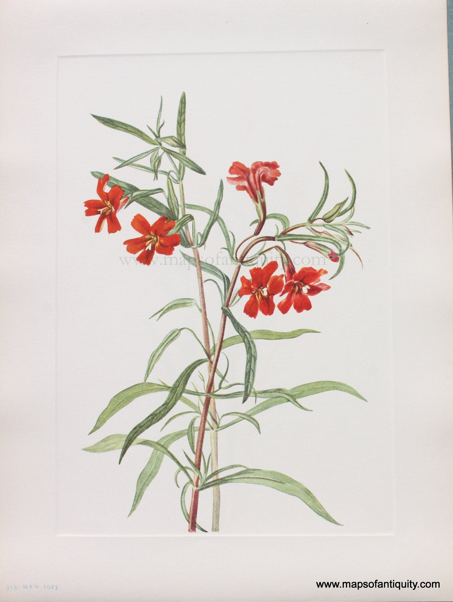 Genuine Antique Lithograph Print-Red Monkeyflower-1925-Mary Vaux Walcott-Maps-Of-Antiquity-1800s-19th-century