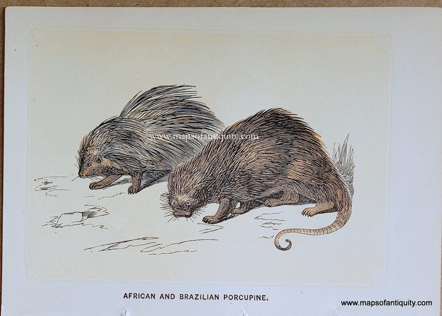 Genuine-Antique-Print-African-and-Brazilian-Porcupine-1850s-Tallis-Maps-Of-Antiquity
