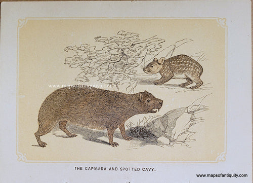 Genuine-Antique-Print-The-Capibara-and-Spotted-Cavy-1850s-Tallis-Maps-Of-Antiquity