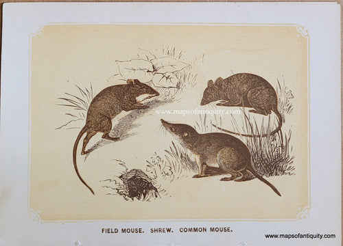 Genuine-Antique-Print-Field-Mouse-Shrew-Common-Mouse-1850s-Tallis-Maps-Of-Antiquity