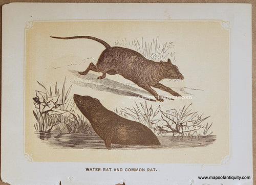 Genuine-Antique-Print-Water-Rat-and-Common-Rat-1850s-Tallis-Maps-Of-Antiquity
