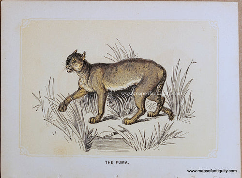 Genuine-Antique-Print-The-Puma-1850s-Tallis-Maps-Of-Antiquity